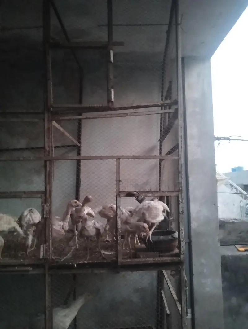 Parrot and hens cages — photo 9