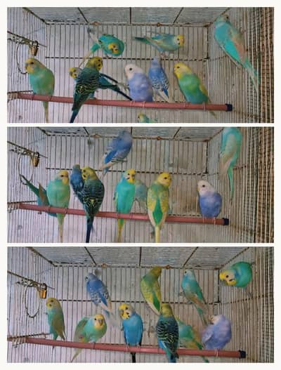 Rainbow Budgies Working pair
