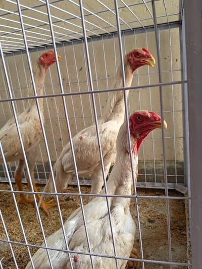 Shamo for sale