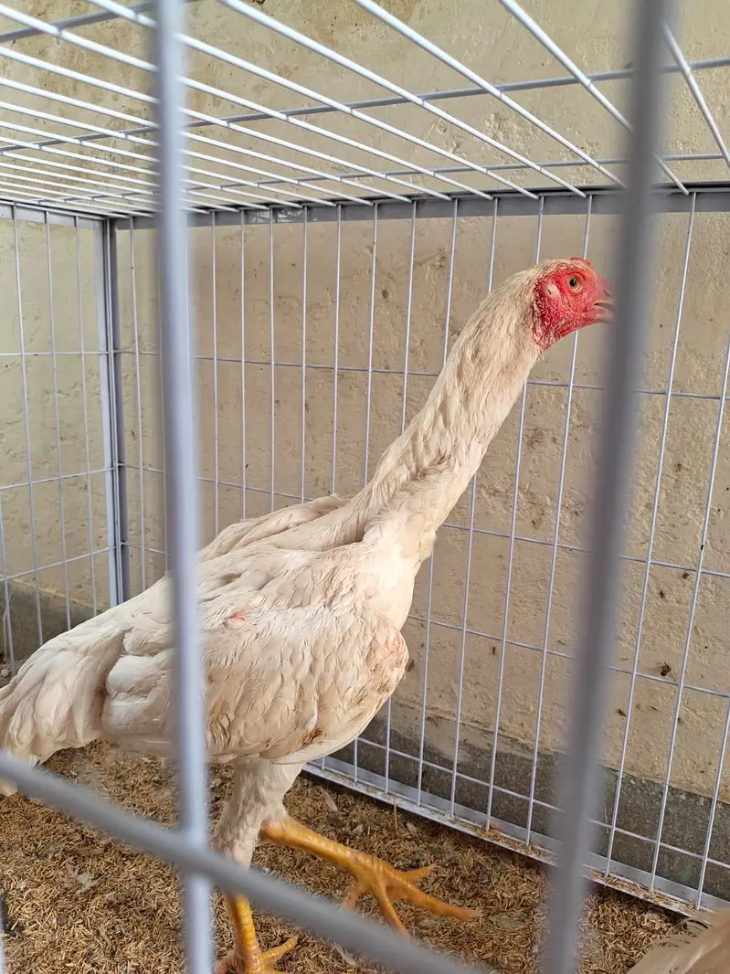 Shamo for sale — photo 2