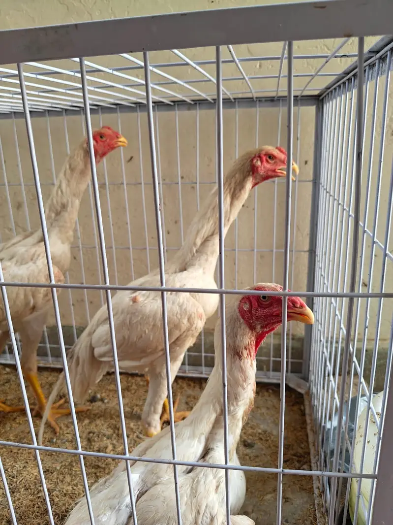 Shamo for sale — photo 4