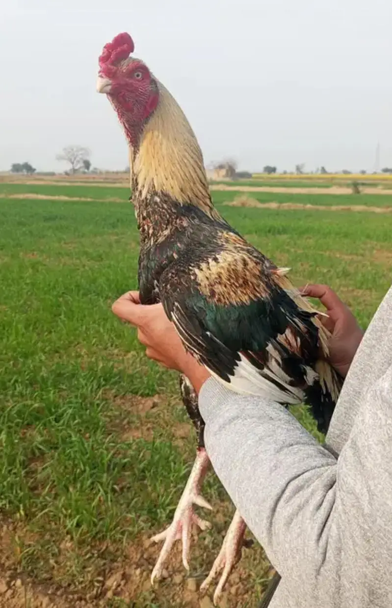 Aseel chiks Final Rs 1000 — photo 6