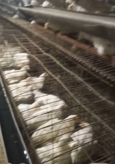 5200 layer hens for sale in Hyderabad Sindh at 1700 -