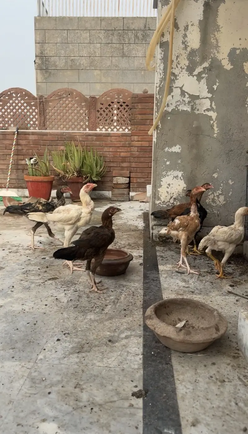 Shamu chicks and hen — photo 3