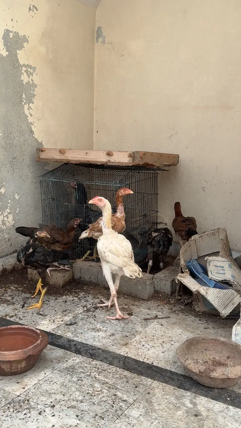 Shamu chicks and hen — photo 4
