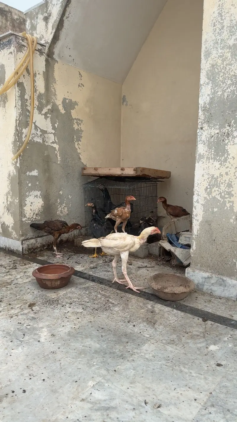 Shamu chicks and hen — photo 5