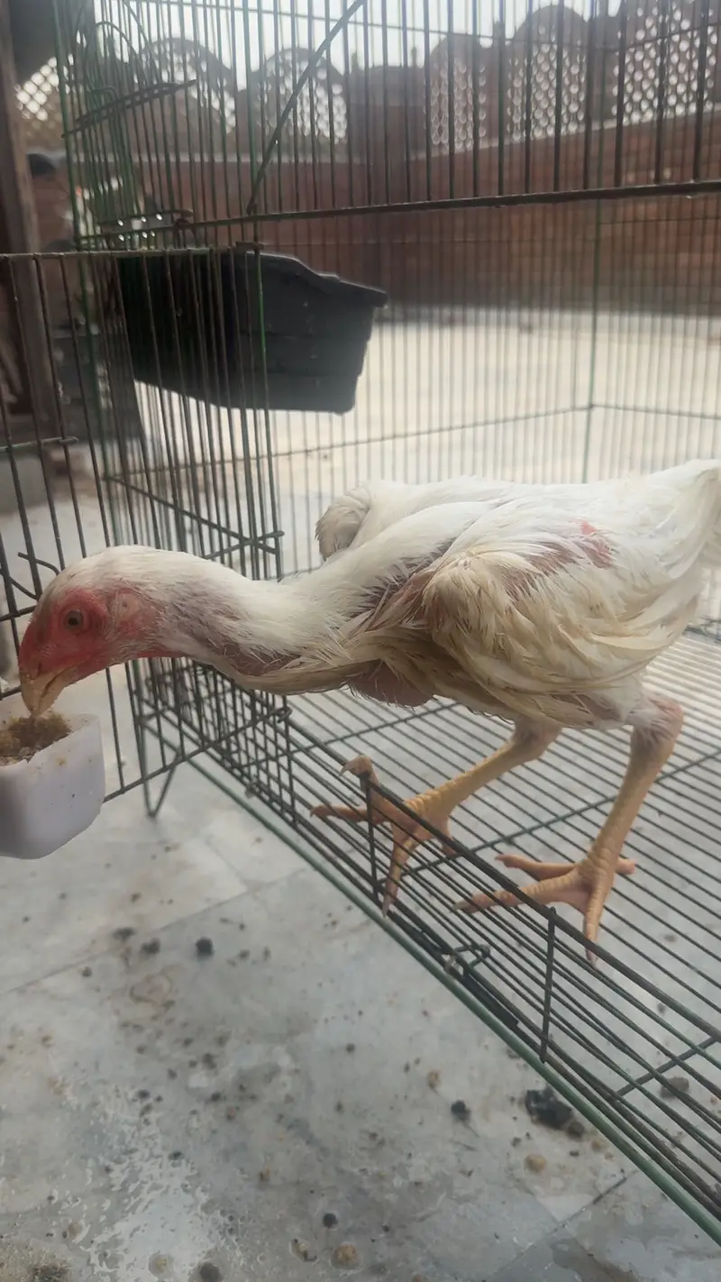 Shamu chicks and hen — photo 2
