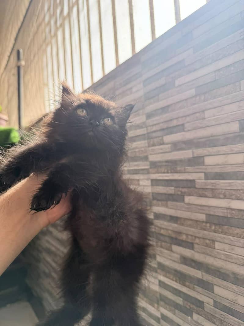Persian kittens 1