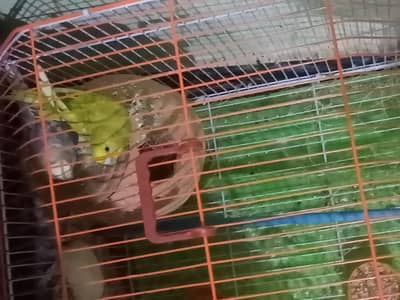 Australian parrots