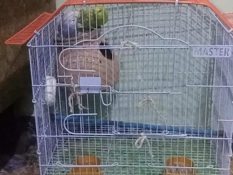 Australian parrots — photo 3