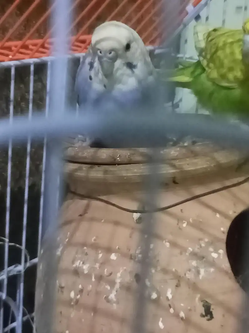 Australian parrots — photo 4