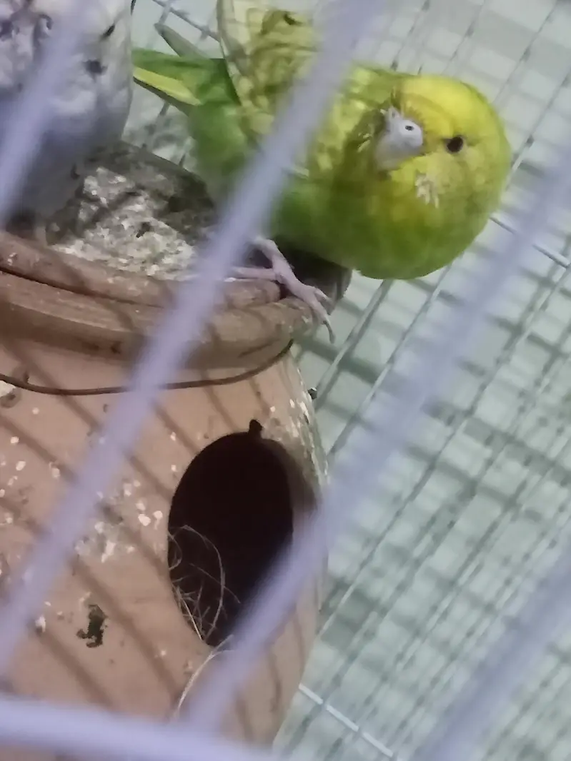 Australian parrots — photo 5