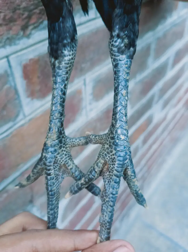 Aseel Thai Peace | Aseel Thai | Thai Necklocker — photo 11