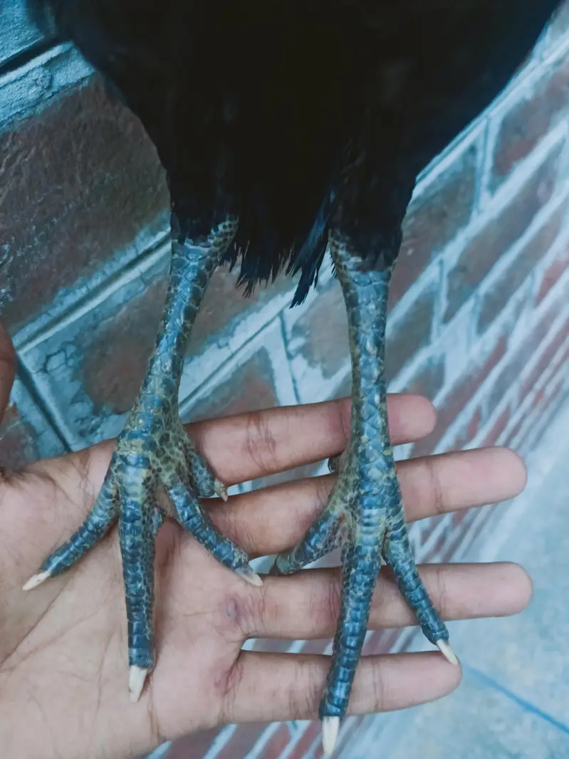 Aseel Thai Peace | Aseel Thai | Thai Necklocker — photo 12