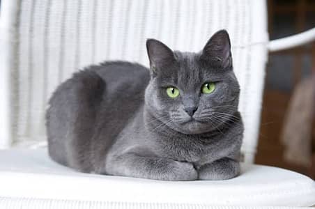 Cute and loyal