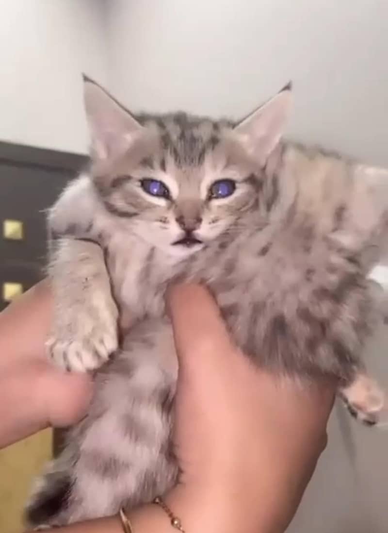 Persian kittens 0