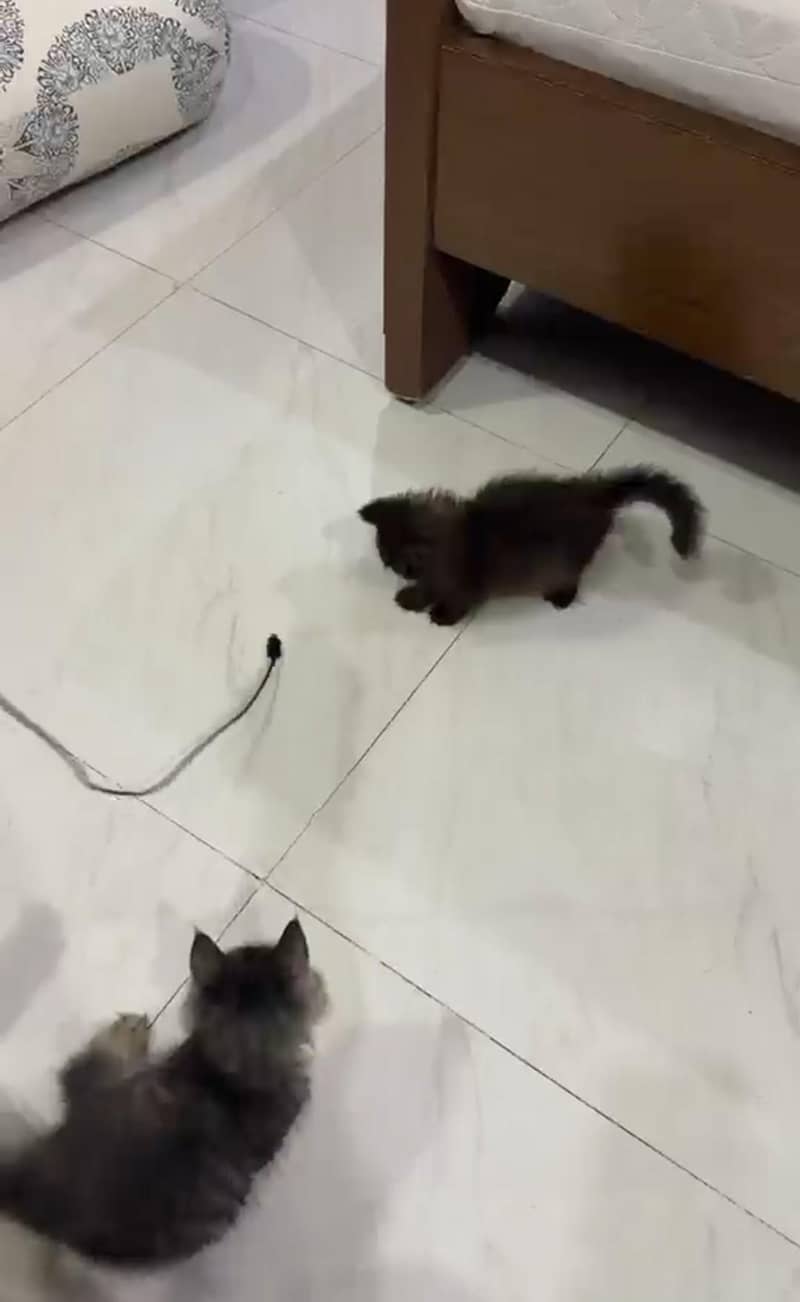 Persian kittens 2