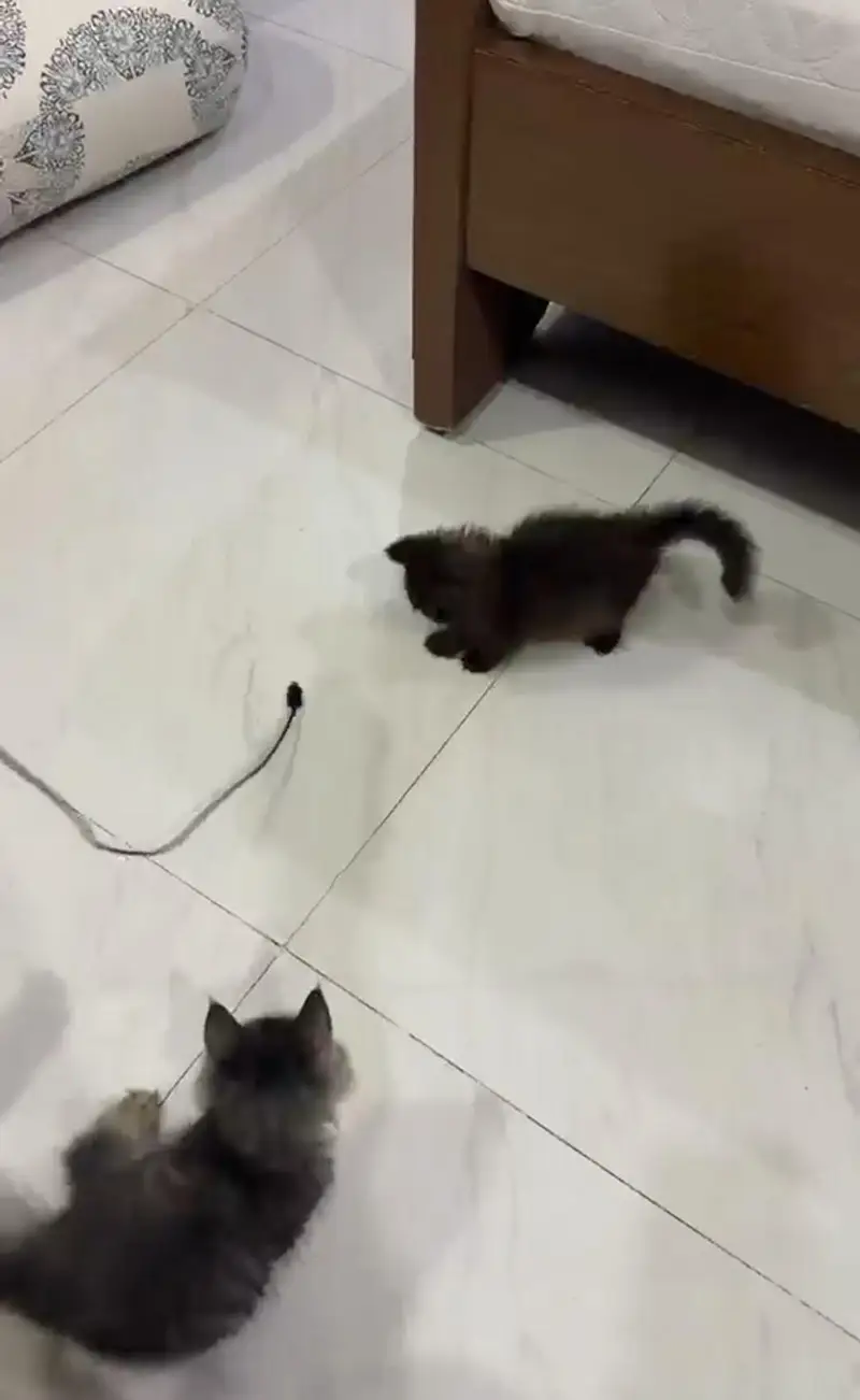 Persian kittens — photo 3