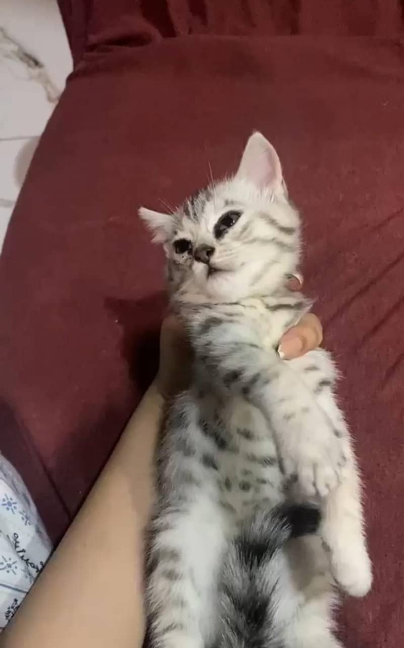 Persian kittens 3