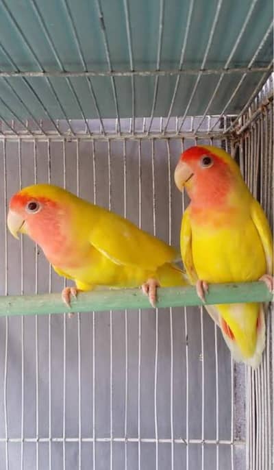 love birds