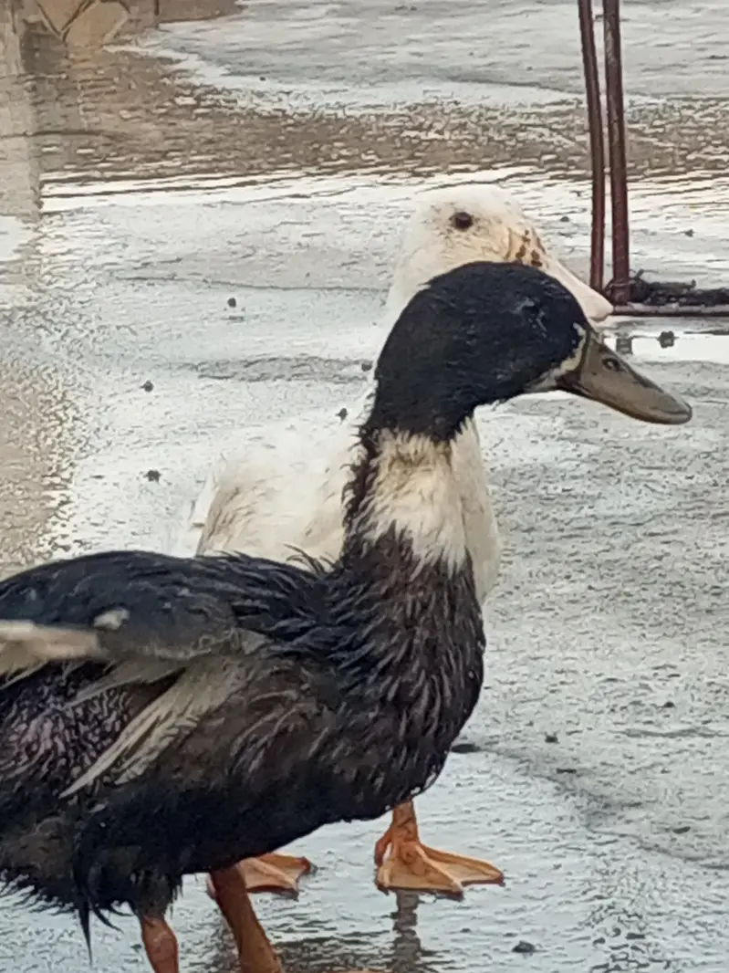 ducks for sale — photo 2