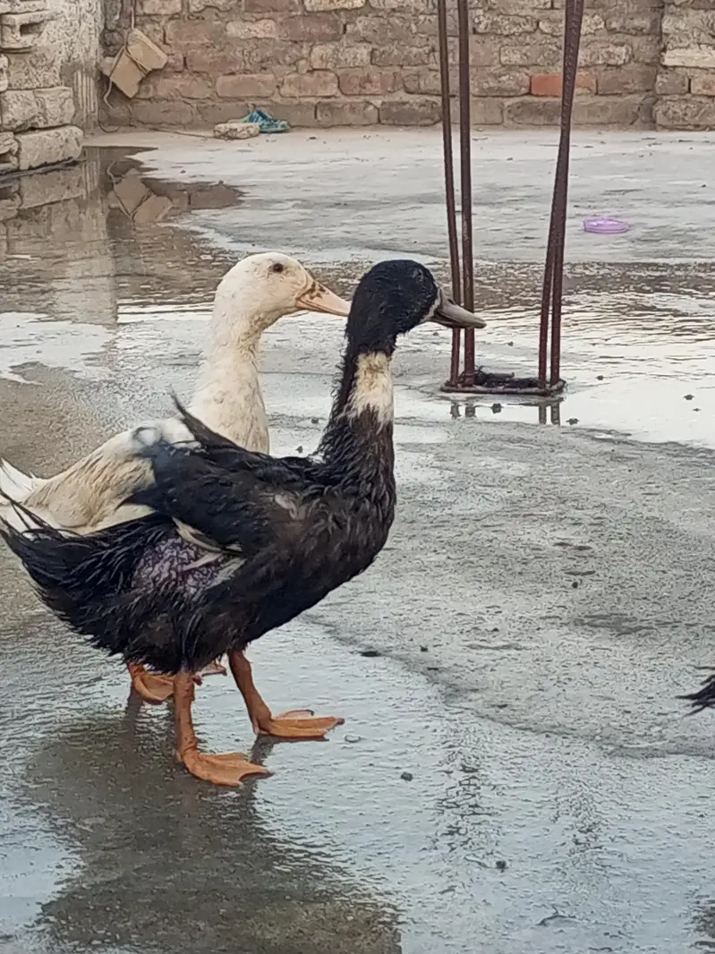 ducks for sale — photo 3