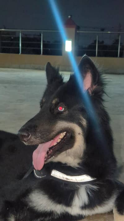 Open for offers. gsd x husky