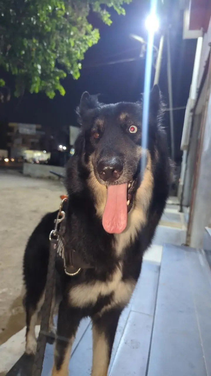 Open for offers. gsd x husky — photo 2