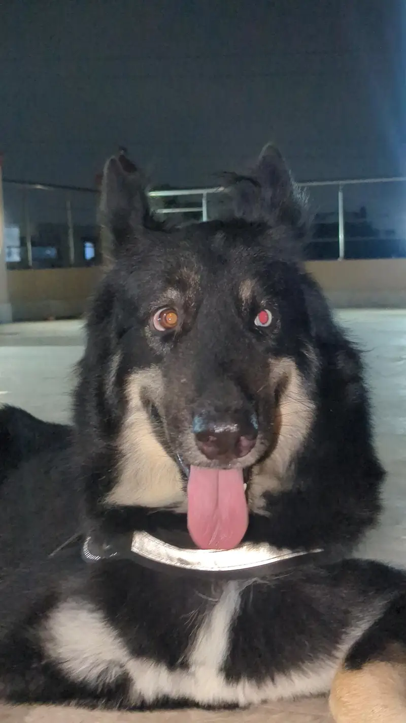 Open for offers. gsd x husky — photo 3