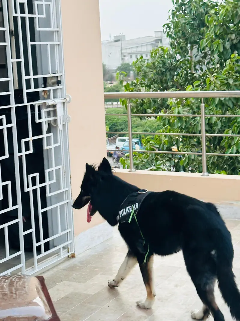 Open for offers. gsd x husky — photo 4