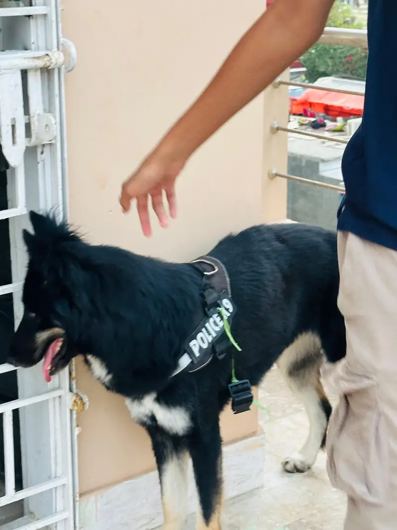 Open for offers. gsd x husky — photo 5