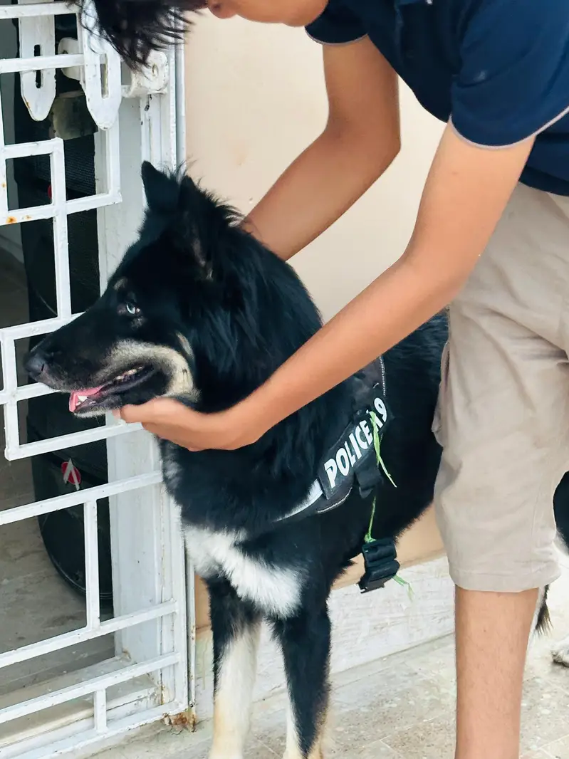Open for offers. gsd x husky — photo 6