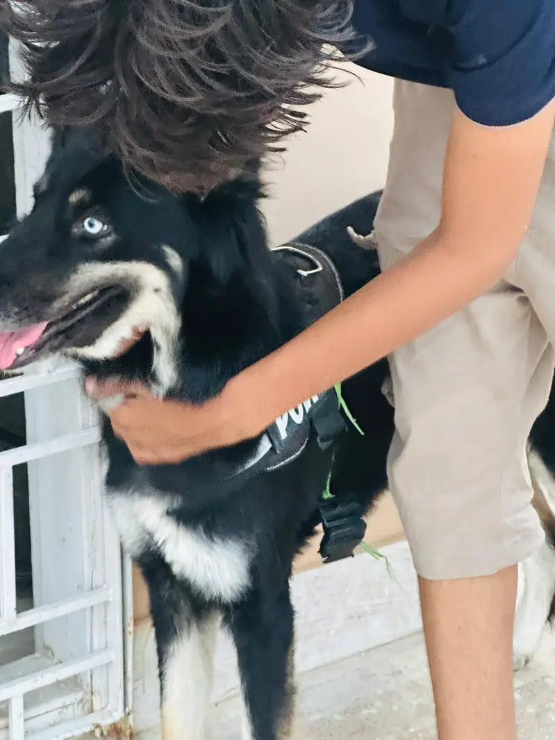 Open for offers. gsd x husky — photo 8