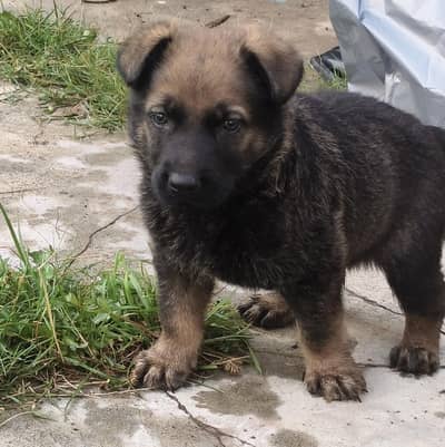 Pure working line ddr german shepard pupies available