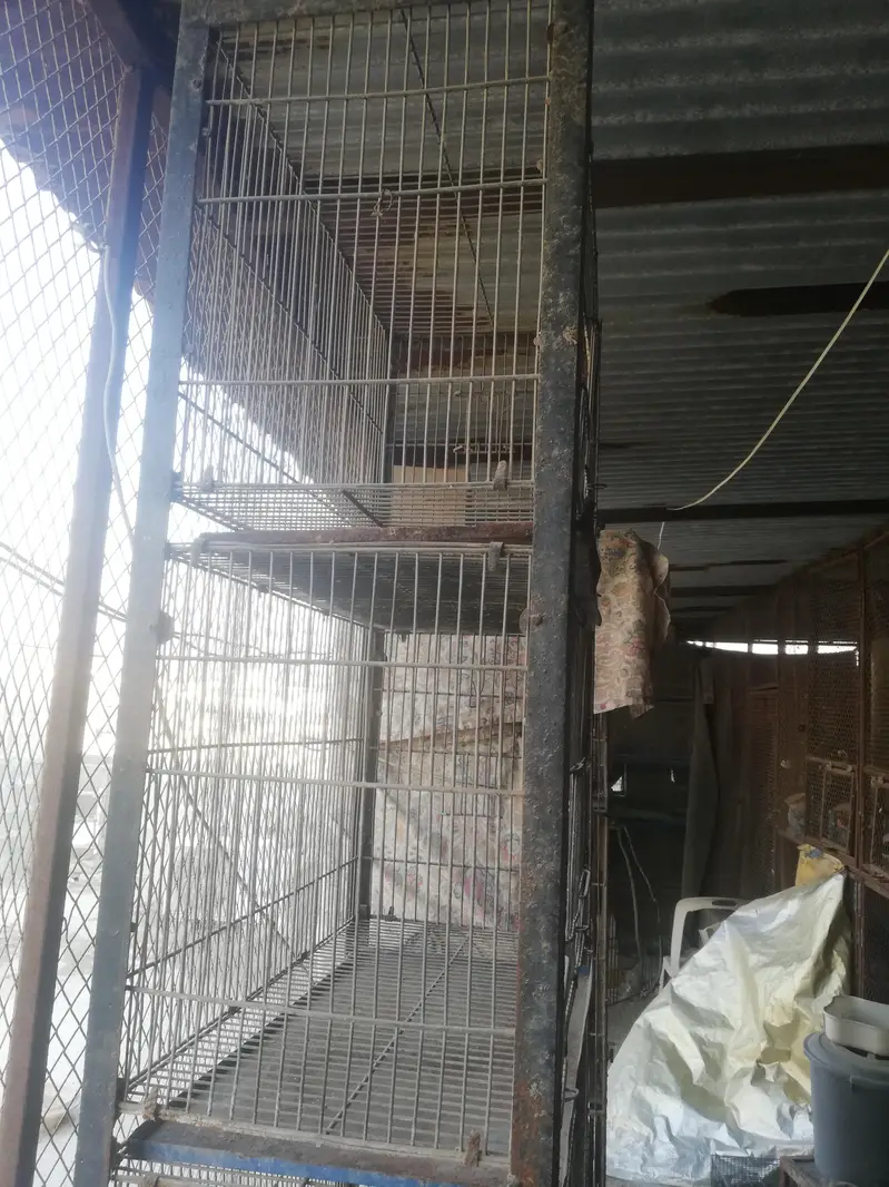 birds cage for sell — photo 4