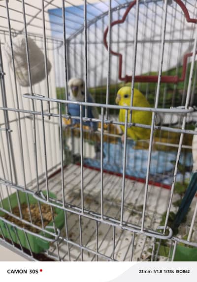 one budgie pair healthy and activi