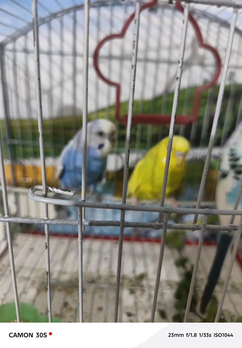 one budgie pair healthy and activi — photo 2