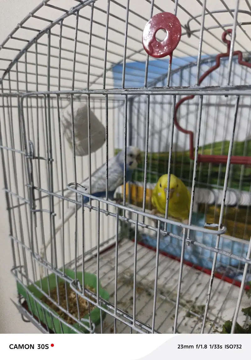 one budgie pair healthy and activi — photo 3