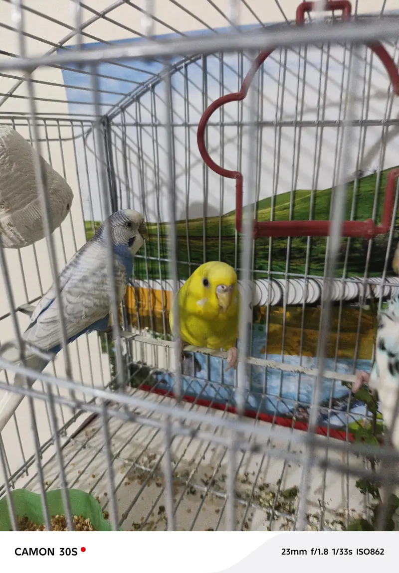one budgie pair healthy and activi — photo 4
