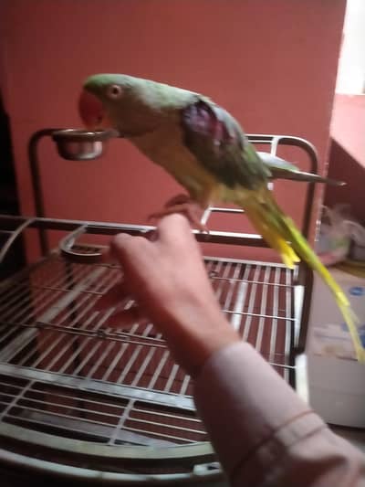 Pahari handtame talking with Cage female