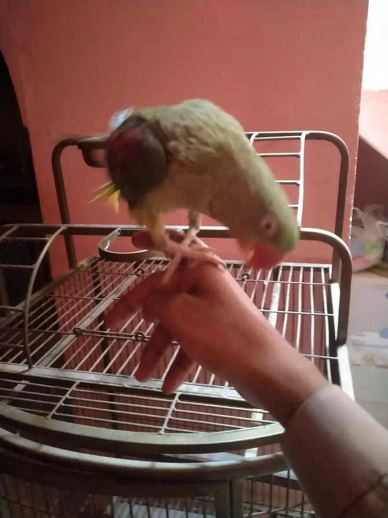 Pahari handtame talking with Cage female — photo 3