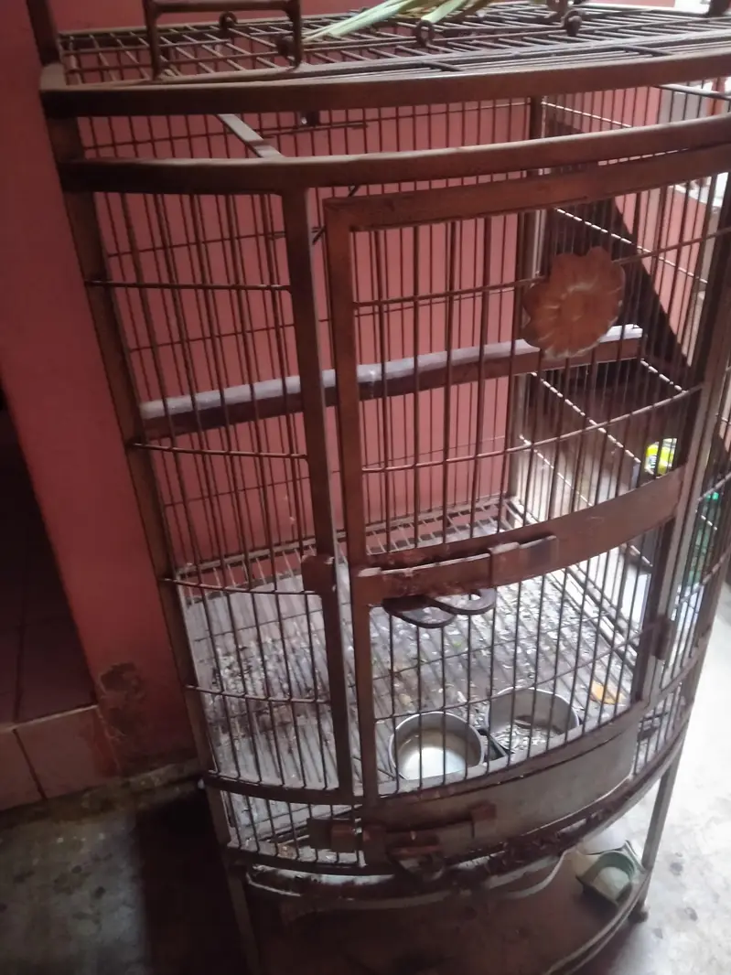 Pahari handtame talking with Cage female — photo 5