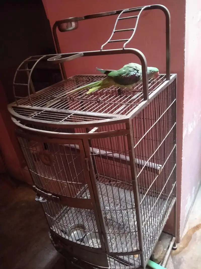 Pahari handtame talking with Cage female — photo 6