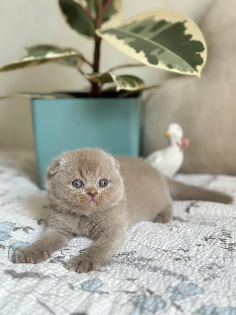 SCOTTISH FOLD | IMPORTED | PUREBRED — photo 2