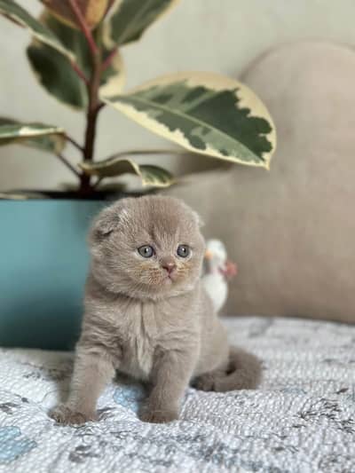 SCOTTISH FOLD | IMPORTED | PUREBRED