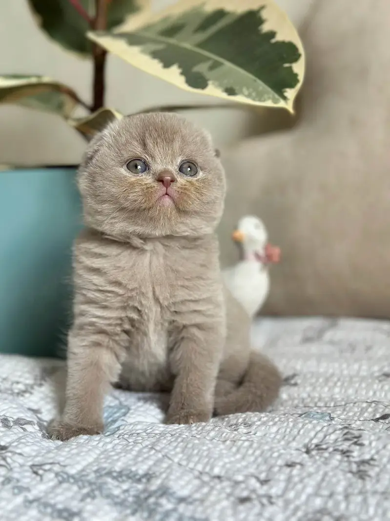 SCOTTISH FOLD | IMPORTED | PUREBRED — photo 4