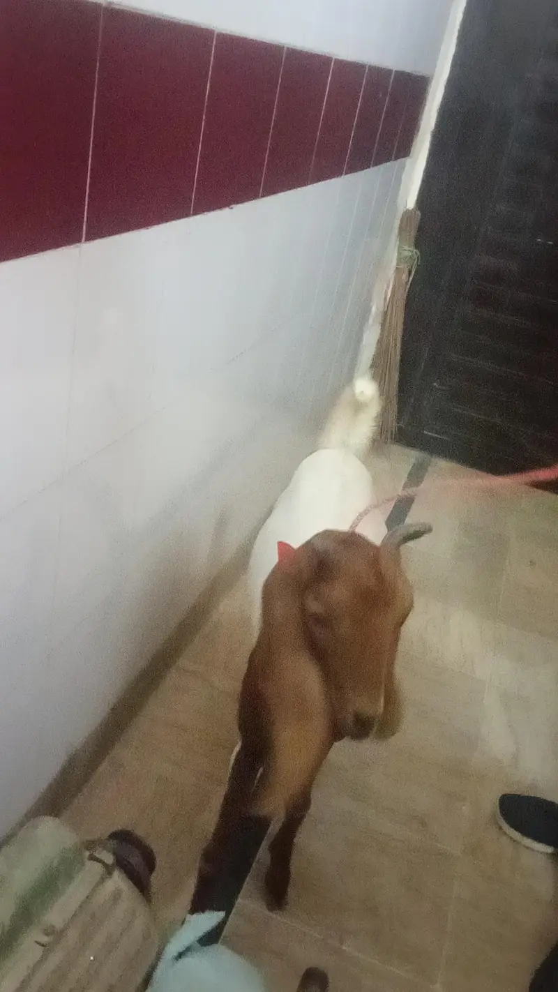 bakri khubsurat — photo 2