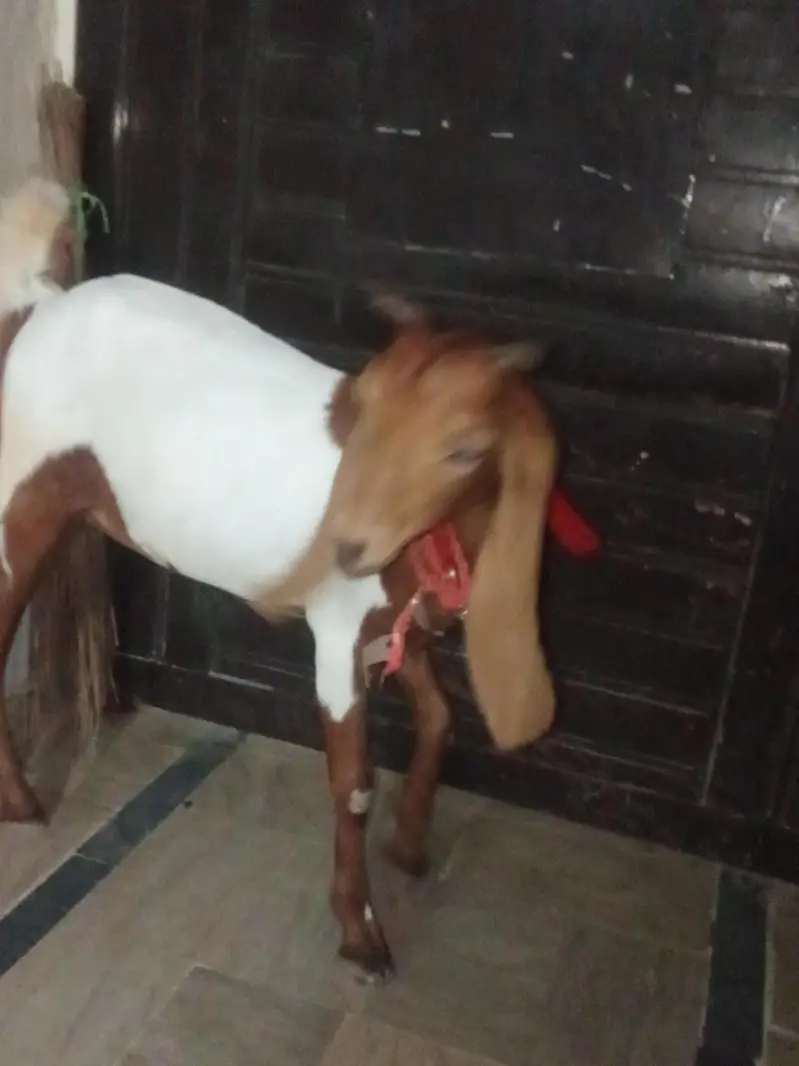 bakri khubsurat — photo 3