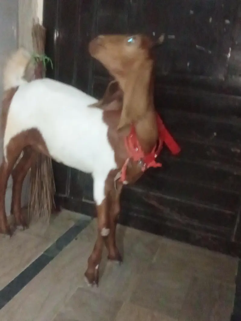 bakri khubsurat — photo 4