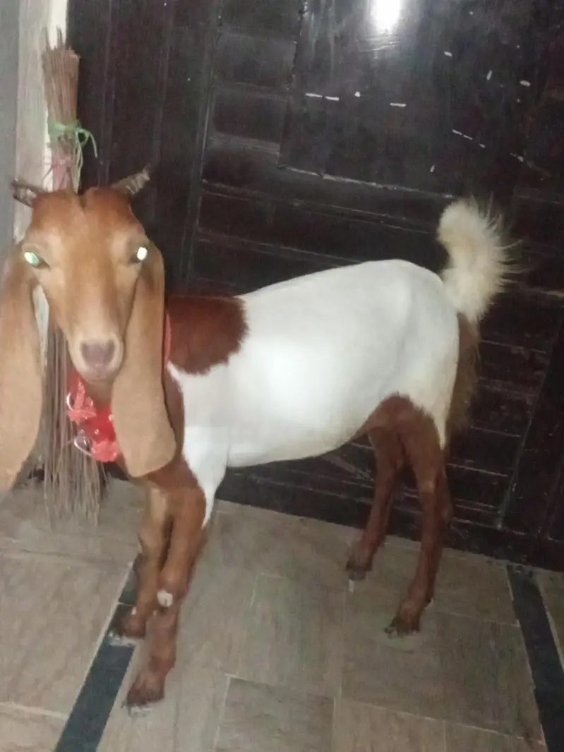 bakri khubsurat — photo 5